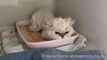 Wenn das ganze Leben wegbricht: Nach 18 Jahren ist Katze Amelie plötzlich allein