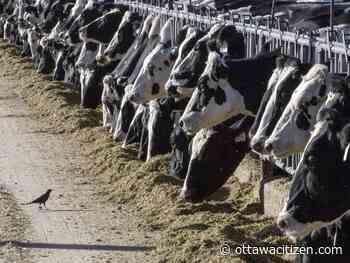No evidence of avian flu virus detected in Canadian milk samples