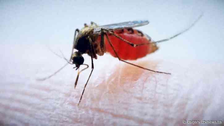 Calgarians can expect mosquitos to emerge ahead of May long weekend