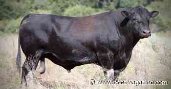 An unraveled genetic mystery in Angus