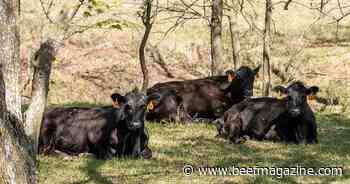 Is HPAI a risk to beef cattle?