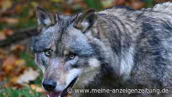 Wolf zum Abschuss frei – Raubtier soll sechs Schafe getötet haben