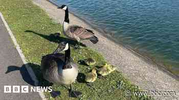 Goose protecting young attacked by dog
