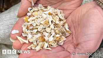 Pioneering shell concrete could help prevent floods