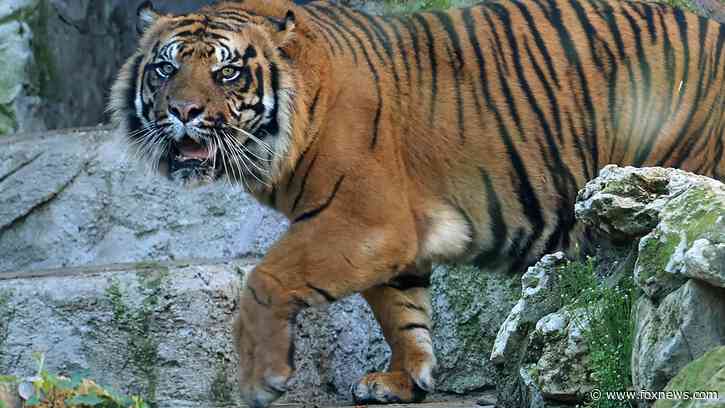 Sumatran tiger on the loose, believed to have killed man in Indonesia