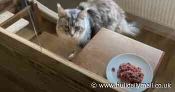 Plans for facility to breed 'very large' cats in East Yorkshire home's back garden refused