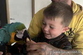 Vermiste ara Zazu terug bij gezin: “Tranen van geluk”