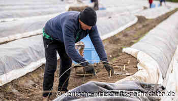 Spargelsaison könnte mancherorts früher enden