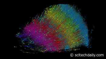 Harvard and Google Neuroscience Breakthrough: Intricately Detailed 1,400 Terabyte 3D Brain Map