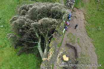 Two men appear in court today charged with felling of Northumberland's Sycamore Gap tree