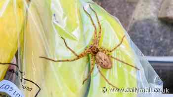 Giant huntsman spider is discovered at a London primary school: African species terrifies children after hitching a ride to Croydon aboard a banana