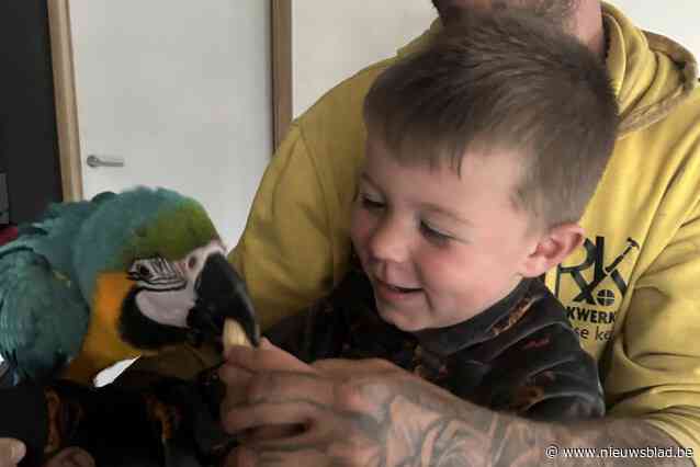 Vermiste ara Zazu is weer terug bij zijn maatje Ace (3): “Er vloeiden tranen van geluk, ons gezin is weer compleet”