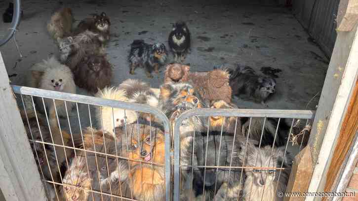 Hondenfokker legt zich neer bij uitspraak en wacht lange celstraf