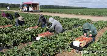 Ontario to change how it compensates injured migrant workers