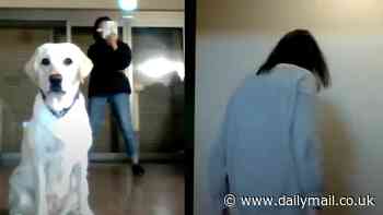 Doggy doppelgangers! Adorable footage reveals how pups spontaneously imitate humans - even over video calls