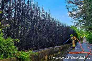 War es Brandstiftung? Jugendliche sollen Hecke abgefackelt haben