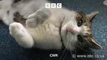 Atherstone's Cilla the cat helps exam stress