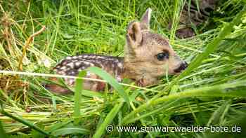 Tierleid versus Jagd: Jäger retten wieder Rehkitze  im Kreis Calw