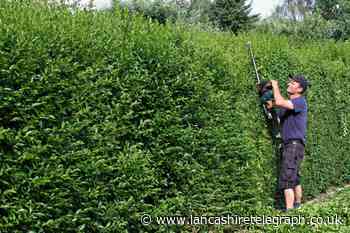 Can my neighbour remove our hedge without my permission?