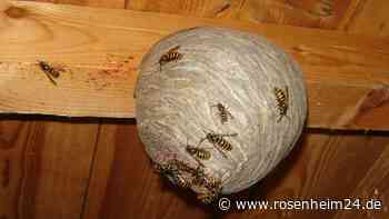 Wespen und Hornissen wieder da: Tipps und Tricks für den richtigen Umgang mit den Insekten