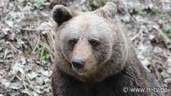 Jogger in Trentino getötet: Italiens "Problembärin" kommt nach Deutschland