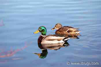 Avian Flu Virus Showing Up in NYC Wild Birds