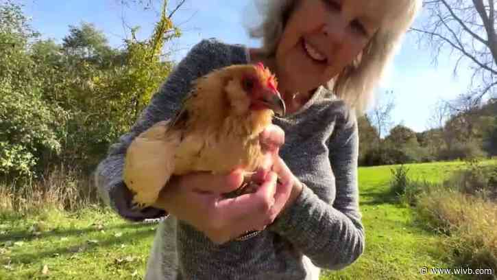 Permit-free chicken ownership up for discussion in Lockport
