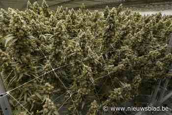 Grote cannabisplantage aangetroffen in centrum van Schoten