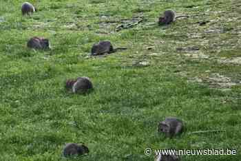 Leefmilieu Brussel start campagne om ratten weg te houden aan Putterijsquare