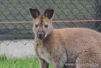 Ontsnapte wallaby Djey springt al een week rond in Hechtel-Eksel: “Heel moeilijk te vangen”