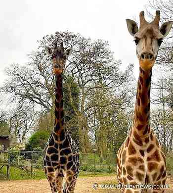 Free admission for mums offer at Dudley Zoo extended