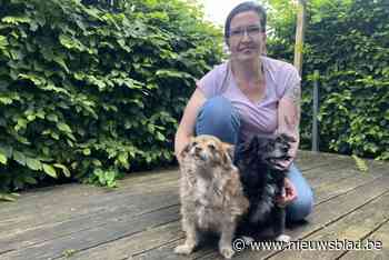 Cursus ehbo bij honden ten voordele zwerfhonden in Griekenland en Roemenië: “Ze worden er vergiftigd en gevangen”