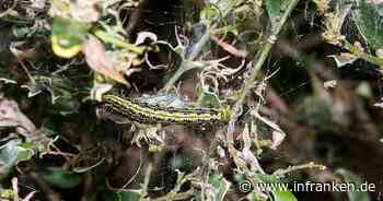 Landratsamt Kulmbach warnt vor Buchsbaumzünsler - wichtige Hinweise