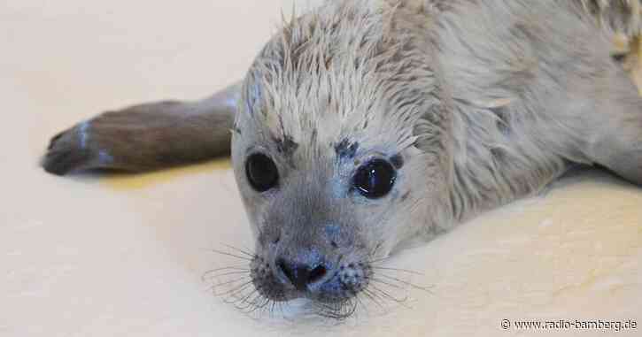 Erster Heuler der Saison in Seehundstation