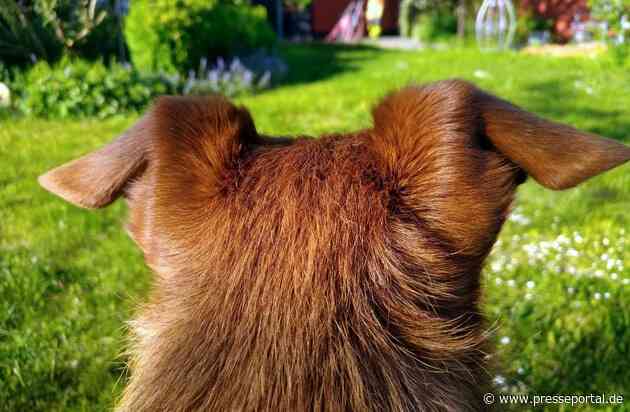 FW Lüchow-Dannenberg: +++ Erfolgreiche Vermisstensuche in Lüchow-Dannenberg +++ Zusammenspiel von Mensch und Hund mit moderner Technik sichern den Einsatzerfolg +++ 62jähriger Mann wohlbehalten aufgefunden +++