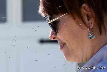 Veel regen en dan zon? Muggen hebben niets liever