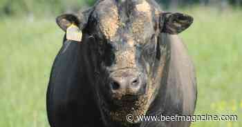 Cost of bulls in a stocker program during receiving period explored