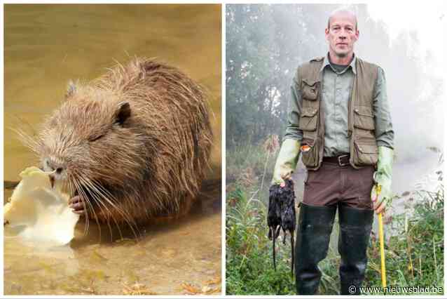Ooit was het een delicatesse op restaurant, later kreeg je een premie als je een staart of achterpoot inleverde: Aantal muskusratten verdubbeld op vijf jaar tijd