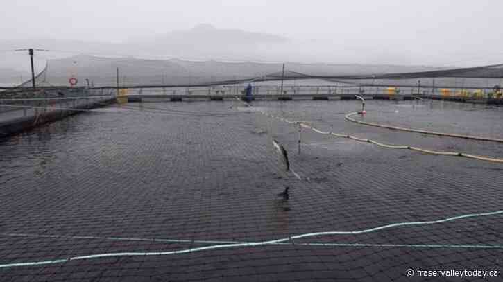 B.C. First Nation to reactivate judicial review of DFO’s salmon farm virus policy