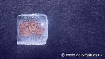 Chinese scientists move closer to bringing cryogenically frozen humans back to life - after brain tissue is thawed without damage