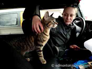 Alberta wildfires: Two municipalities declare local state of emergency, thousands evacuated