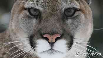 Cougar warning issued for Tunnel Mountain Campground area