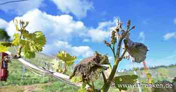 Weininstitut erwartet nach Spätfrost kleinen Preissprung