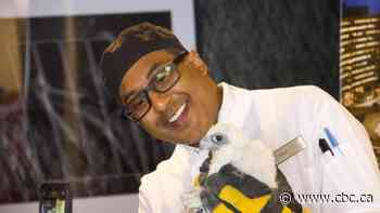 3 peregrine falcons named, banded and ready to learn to fly — coming soon to the sky near you