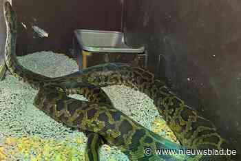 Wurgslangen krijgen muizen op wietdieet gevoederd in Balen: dieren in beslag genomen