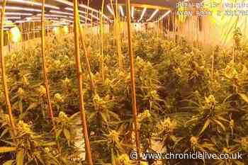 Two men arrested after police raid County Durham property and find hundreds of cannabis plants