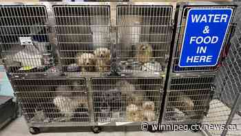 'Inhumane conditions': 68 dogs pulled from Winnipeg home
