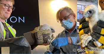 3 new peregrine falcon chicks banded, named after Hamilton neighbourhoods