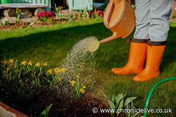 Gardening experts warn of summer watering mistake that could kill your plants