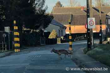 DNA-onderzoek toont aan dat het wolf was die tijdens kerstperiode schapen gedood heeft